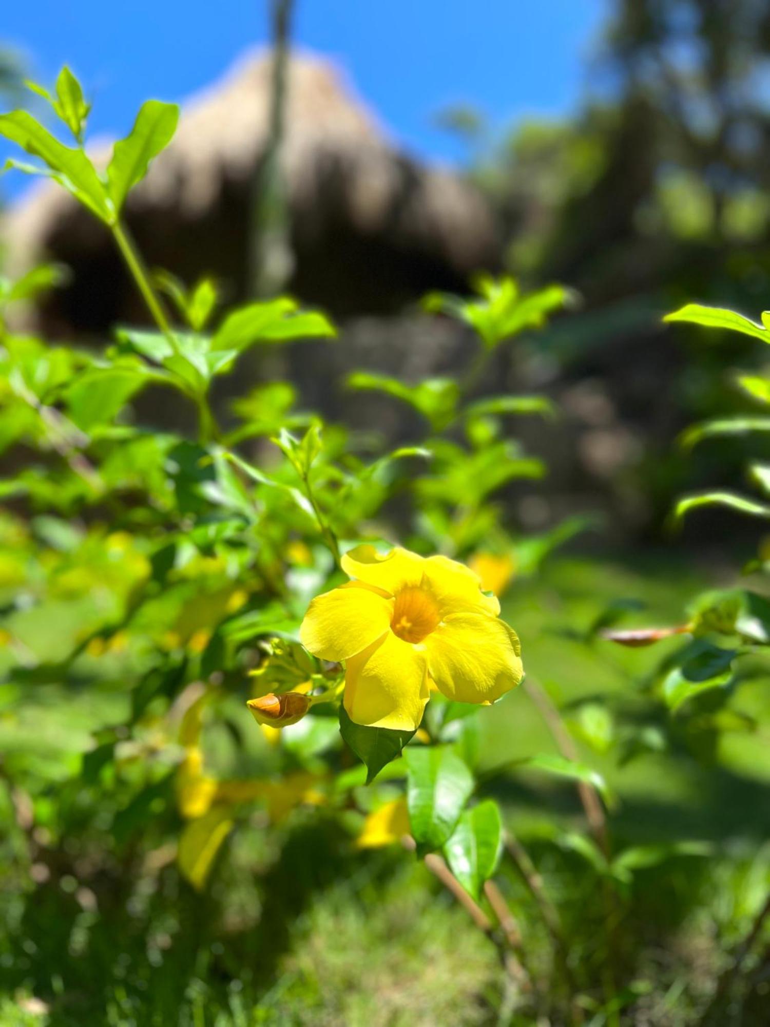 Zirwa Hotel Boutique - Dentro Del Parque Tayrona الزينو المظهر الخارجي الصورة